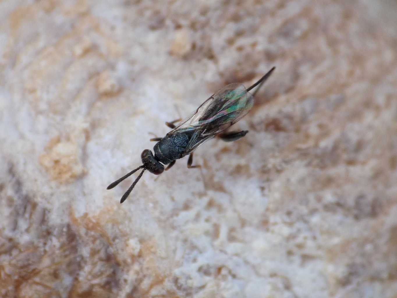 Saccheggio di un''ooteca di mantide: Podagrion sp. -Torymidae